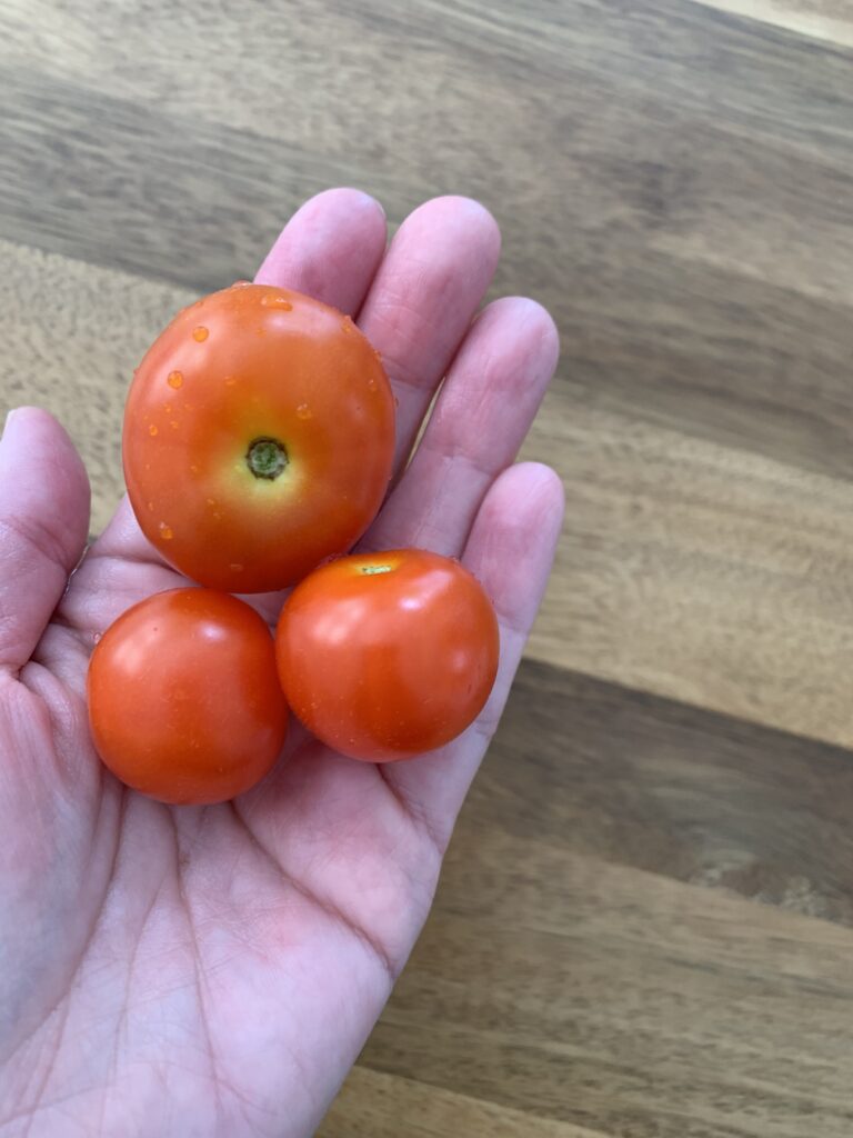 hand holding cherry tomatoes