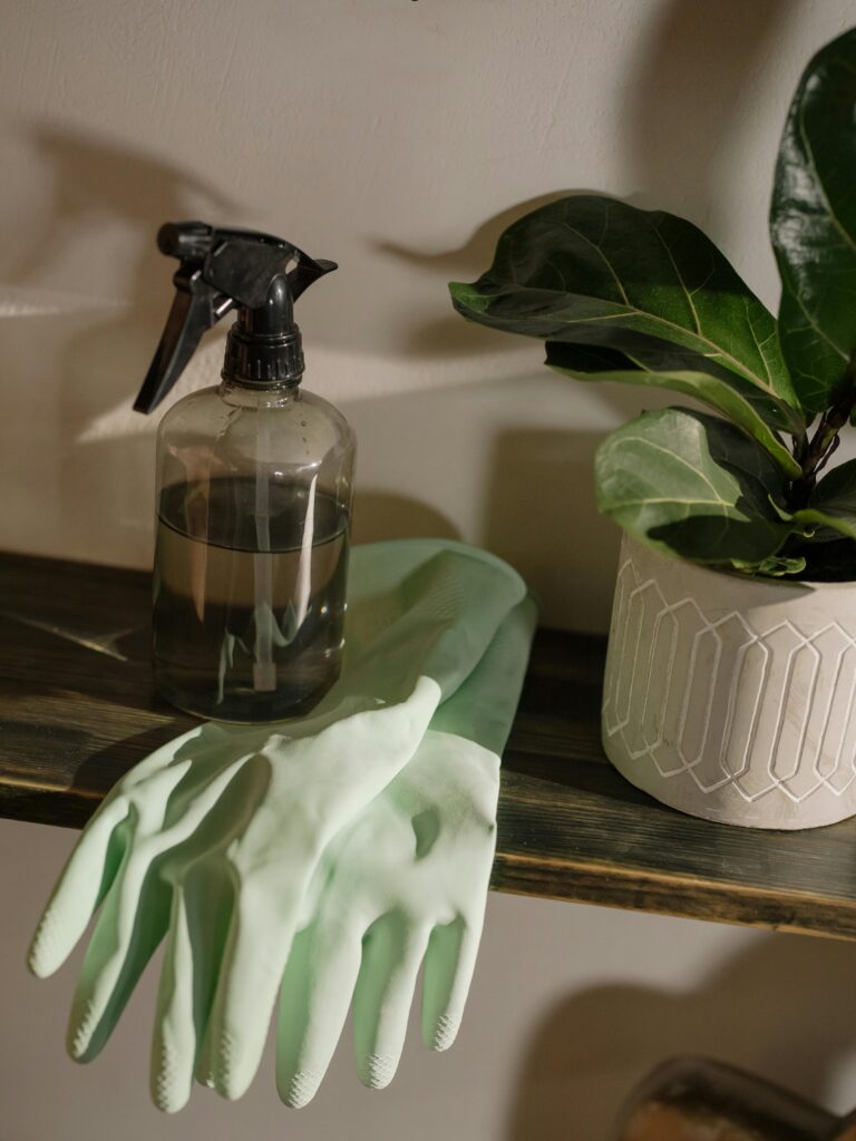 spray bottle and gloves next to fiddle leaf fig plant
