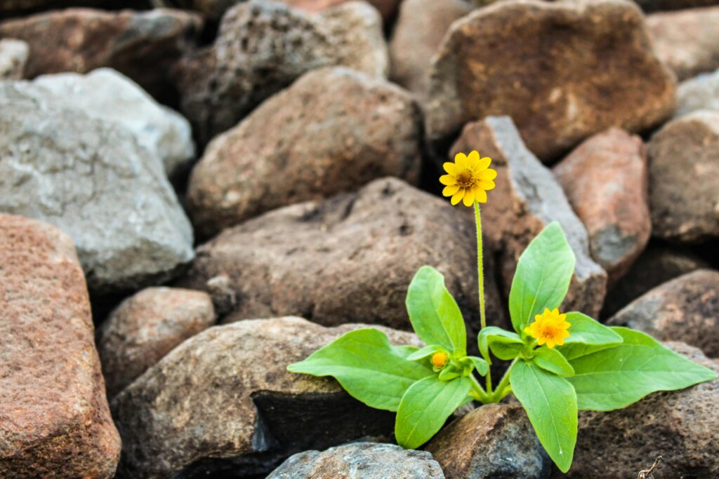 yellow flowers growing among boulders