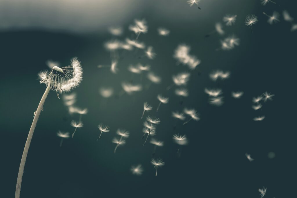 dandelions flying in the wind